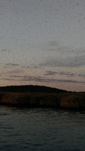 The tree swallows in the sky along the CT River.